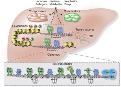 The Nuclear Receptor—Co-repressor Complex in Control of Liver Metabolism and Disease